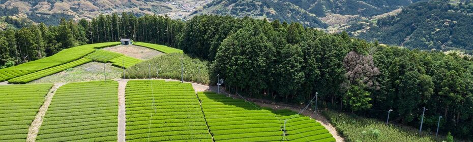 【大手企業向け導入コンサルタントを募集】茶園を活用した新たなESGソリューション／フルリモート可